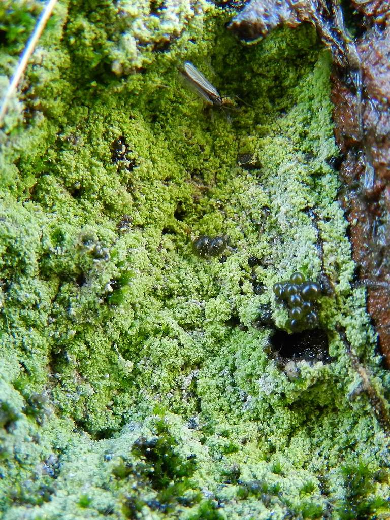 Lichene leproso ?